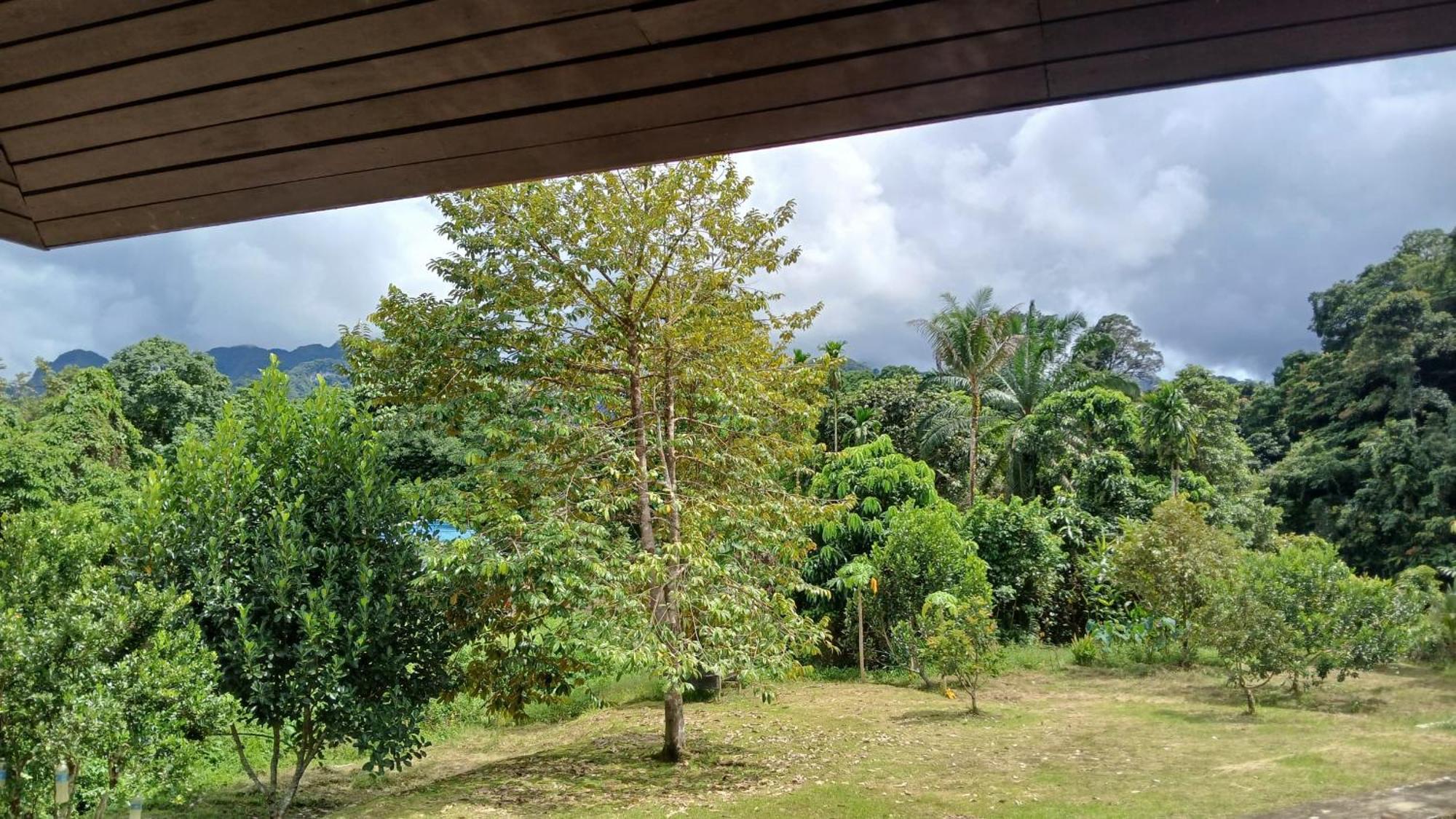 Mulu Tribal Homestay Zewnętrze zdjęcie